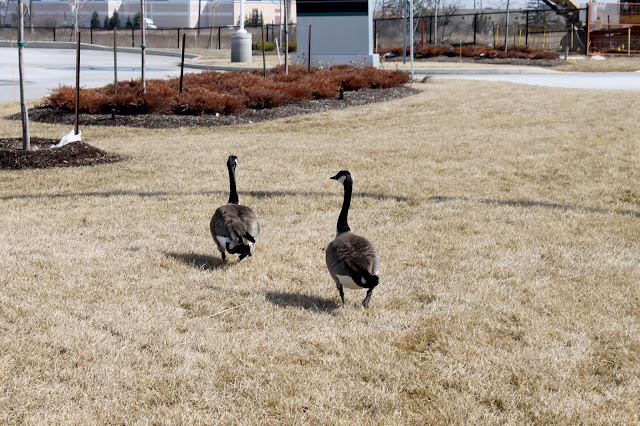 Geese and birds, nature, selftimers