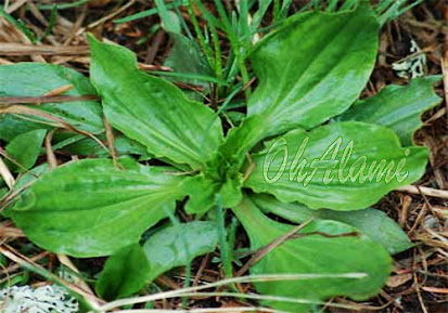 Daun Sendok (Plantago Major L) 