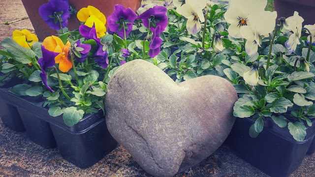 Project 366 2016 day 88 - Violas and heart  // 76sunflowers