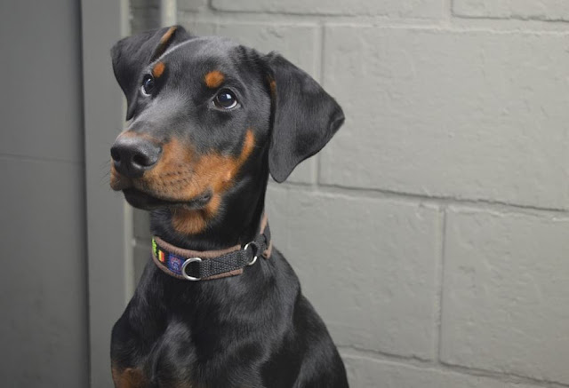 Dobermann dog