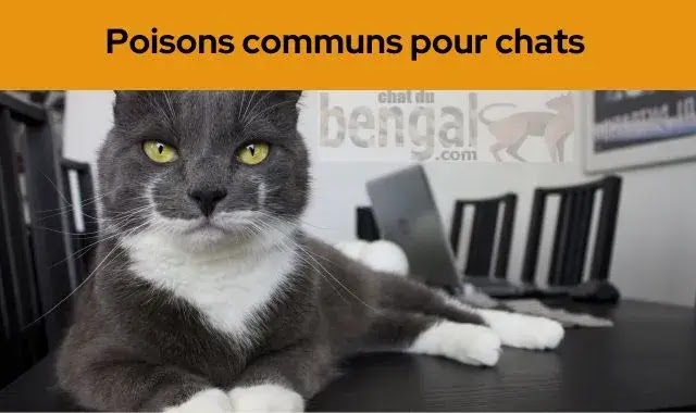 poison pour chat