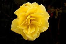 Hd Images Of Yellow Rose 20