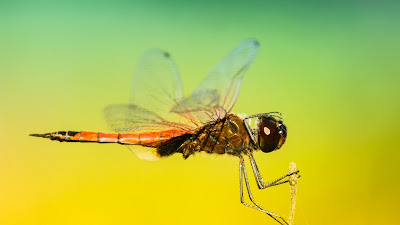 dragonfly hd resolution wallpaper