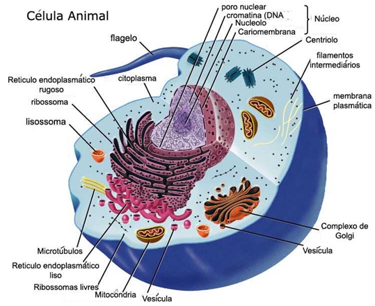 celula vegetal partes. partes de la celula vegetal.