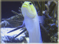 Jawfish Pictures