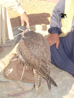  الصقر الحر الأحمر. falco cherrug cyanopus 