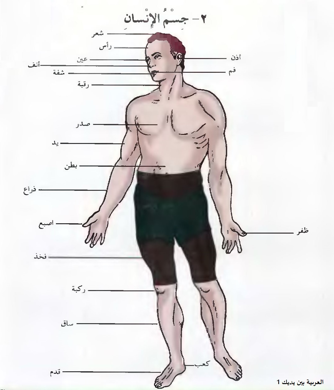 Anggota Tubuh Manusia Dalam Bahasa Arab Belajar Bahasa Arab