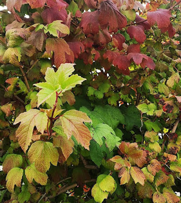 Листья Viburnum opulus