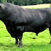 Sapi Angus