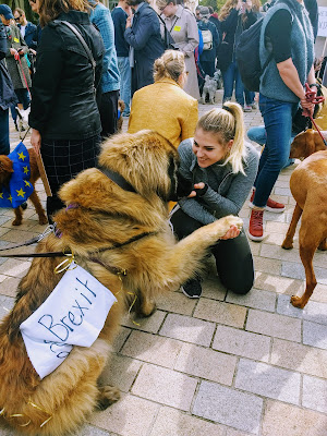 A huge dog wearing a Brexit-related sign giving its paw to a friendly human.