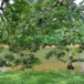 View album