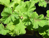 Scented Pelargonium Snowflake leaves