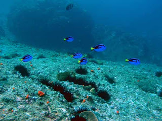Blue Tang Fish pictures