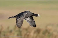 Red-knobbed coot - Birds In Flight Photography: Canon EOS 7D Mark II Gallery