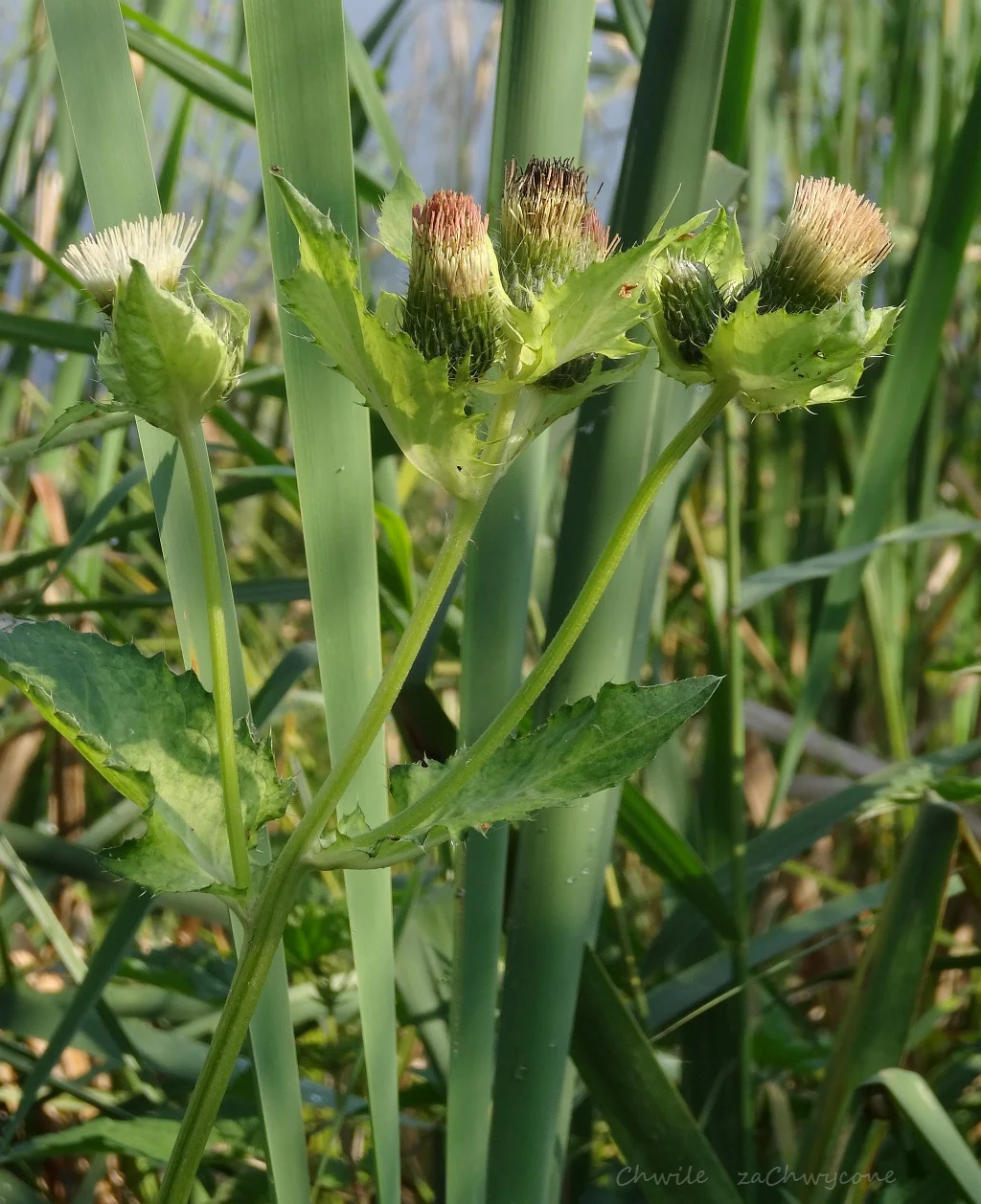 Ostrożeń warzywny Cirsium oleraceum, czarcie żebro opis zdjęcia