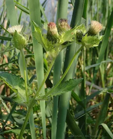 Ostrożeń warzywny Cirsium oleraceum, czarcie żebro opis zdjęcia