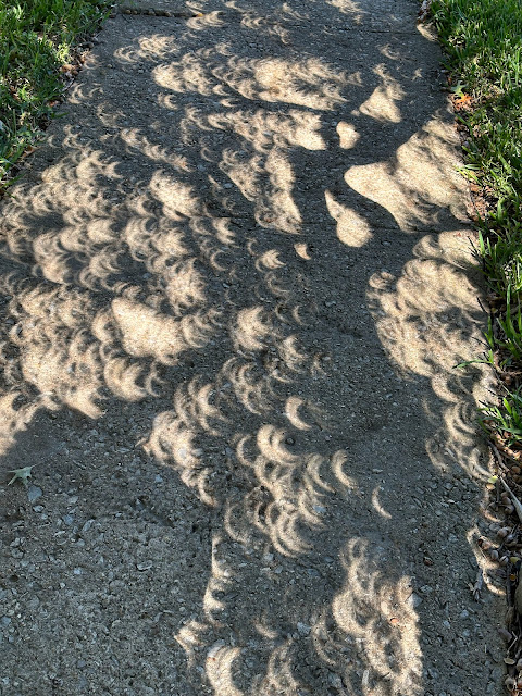 The small gaps in tree leaves created many mini-eclipses, parentheses of light, on the ground during the annular eclipse Saturday, 14 October 2023.