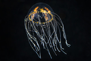 Contoh-contoh Cnidaria