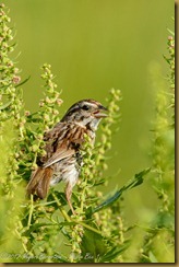 song Spaarrow - Melospiza melodia song Spaarrow - Melospiza melodia