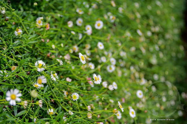 Bunga Daisy Putih Kecil