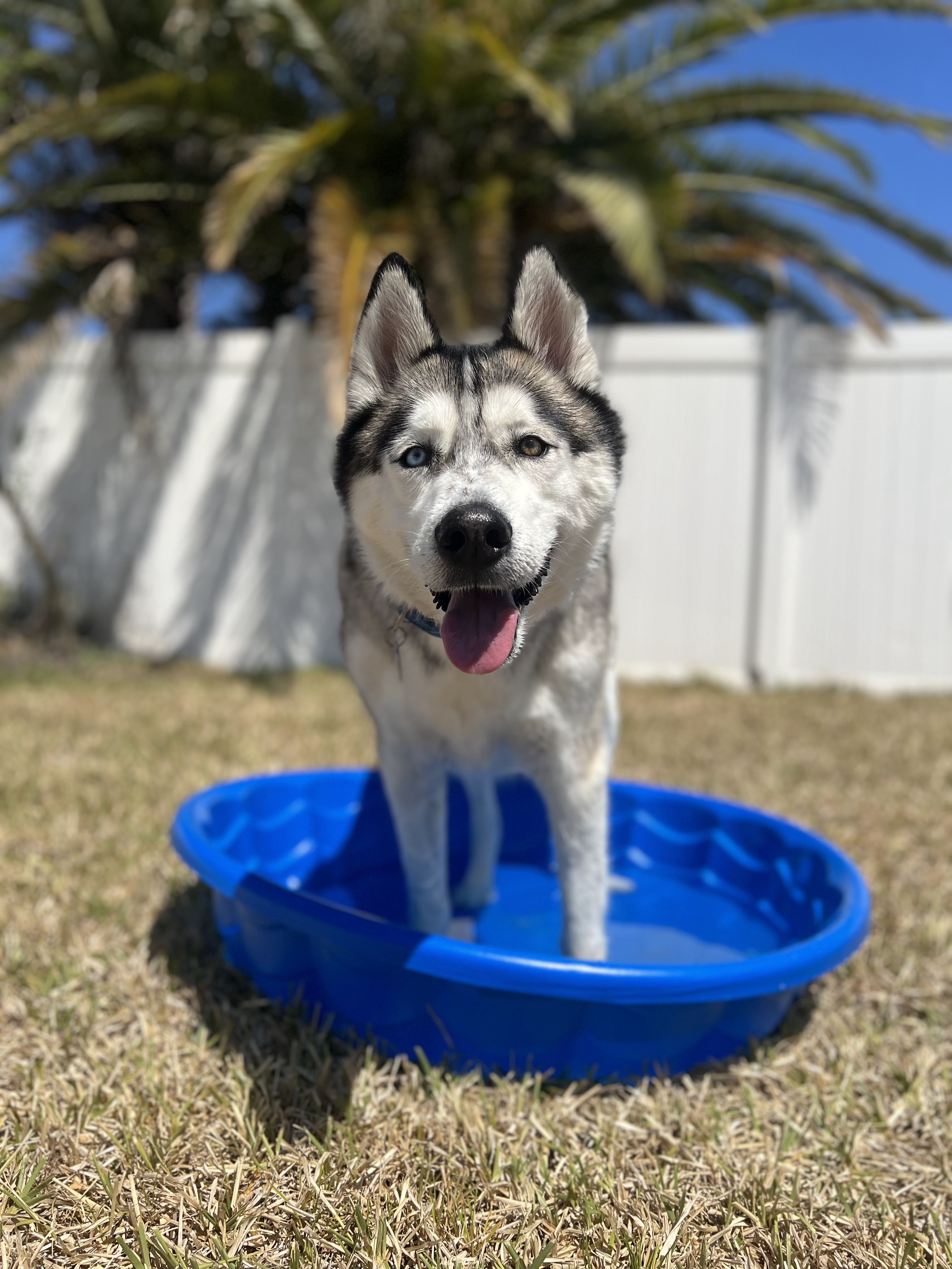 3 Ways To Keep Your Dog Cool This Summer