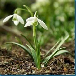 snow drop from bulbs