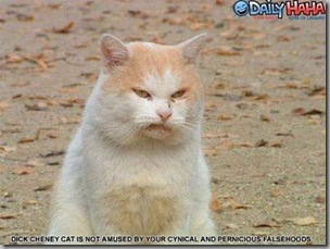 Dick Cheney cat