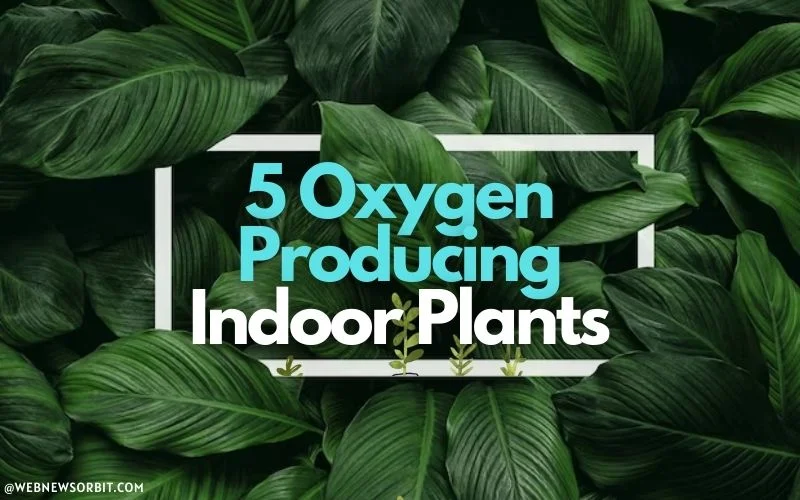 5 Indoor Plants to Ensure Fresh Air In Your House - Web News Orbit