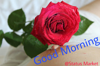 Good Morning Images With Rose Flowers