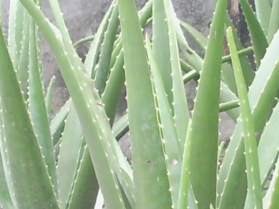 Maning Garden Philippines Aloe Vera