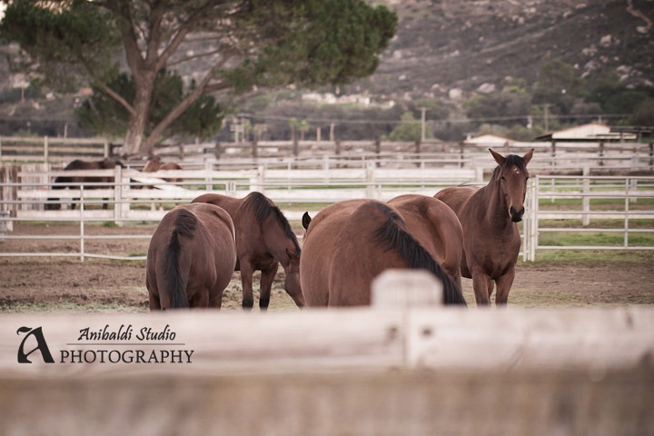 horses