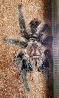 Curly Hair Tarantula