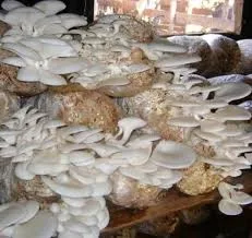 Mushroom Spawn Supplier In Rampur