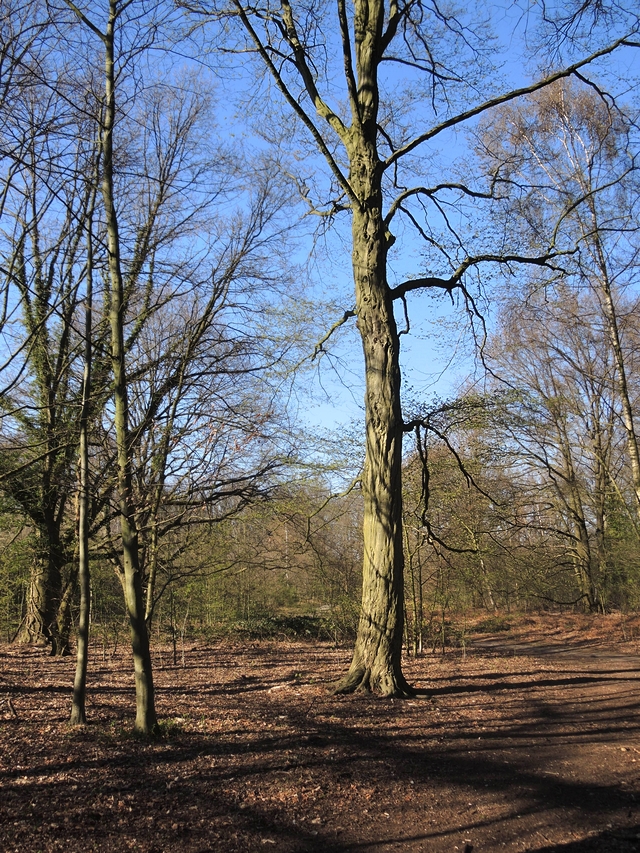 wandelingen in Ertbruggebos