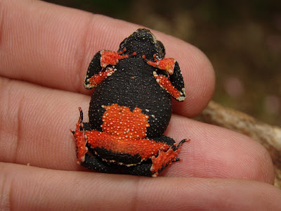 Melanophryniscus devincenzii- foto de Ariel López