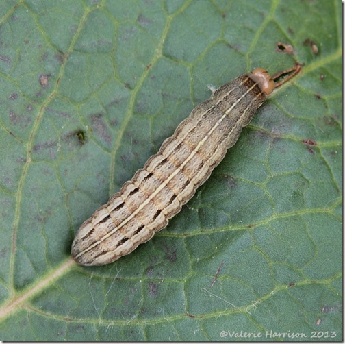 square-spot-rustic-pos