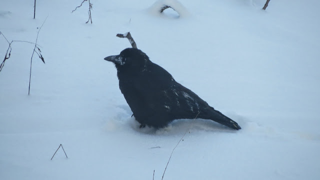 Image result for Murder of crows in winter