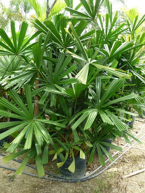 PALMS AND CYCADS POKOK PALMA DAN CYCADS Agrobio 