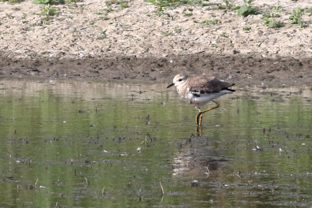 White Tailed Lapwing, Blacktoft Sands, East Yorkshire. 01/09/21