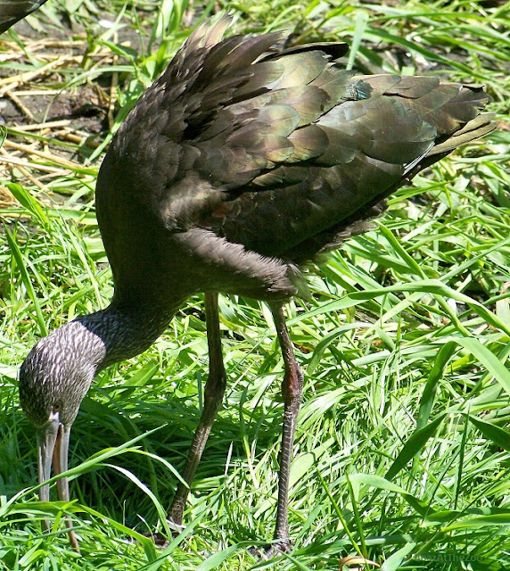 A white-faced ibis probes grassy ground.