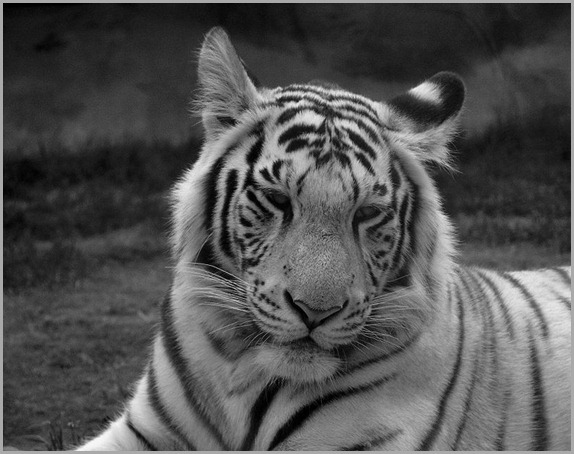 800px-White_tiger