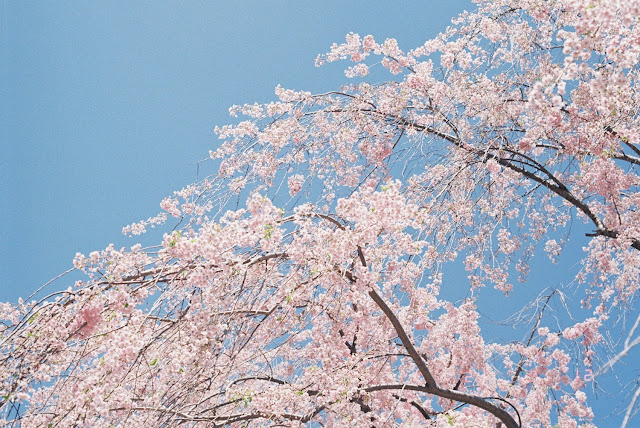 青空、桜