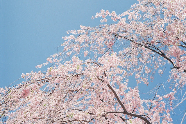 青空、桜