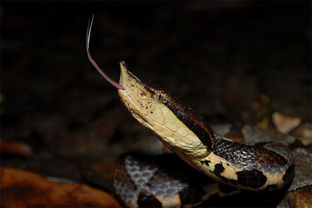serpiente china de cinco pasos  D. acutus. (Liu JimFood / iNaturalist / CC BY-NC 4.0)