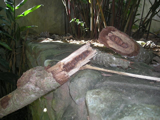 damaged cecropia (guarumo) La Ceiba, Honduras