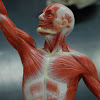,Uscles Of The Human Torso / Anatomy Lab Photographs Chest Muscles / Anterior, posterior, medial, lateral etc., and partly because there are layers of muscles, i.e.