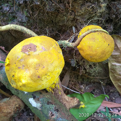 Scleroderma sinnamariense di Hutan Lindung Tanjungpinang