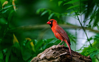 The Attractive Northern Cardinals birds