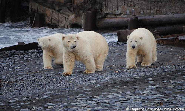 O crescimento é constante. Em 2015 cientistas russos ficaram cercados e pediram a intervenção armada do governo.