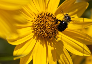 IMG_5509-1